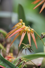 Bulbophyllum helenae