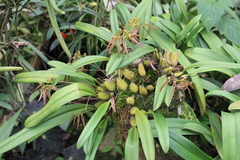 Bulbophyllum helenae