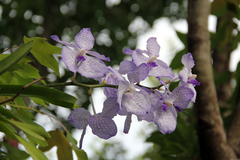 Vanda coerulea