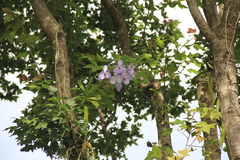 Vanda coerulea