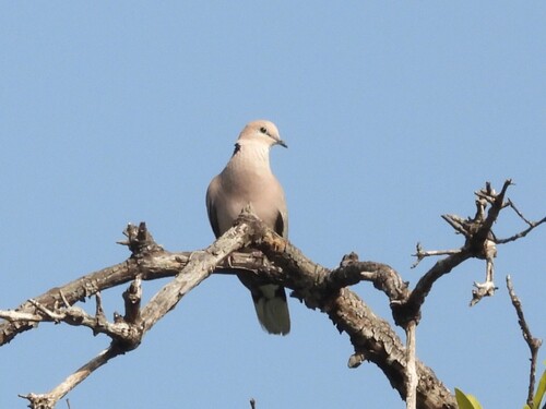 Vinaceous Dove