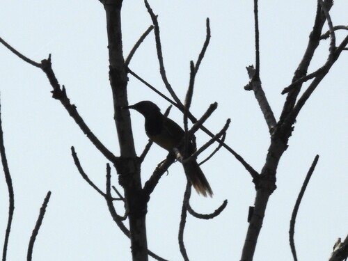 Oriole Warbler