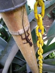 Anolis cristatellus wileyae