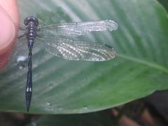 Neodythemis preussi