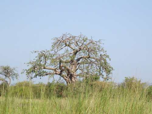 African baobab