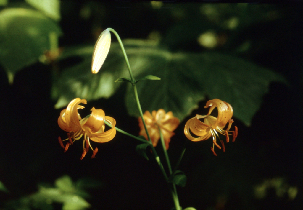 Lilium debile; photograph (c) Oleg Kosterin, some rights reserved (CC BY)