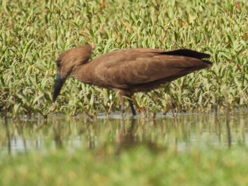 Hamerkop