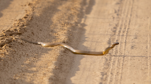 Inland Taipan sighting