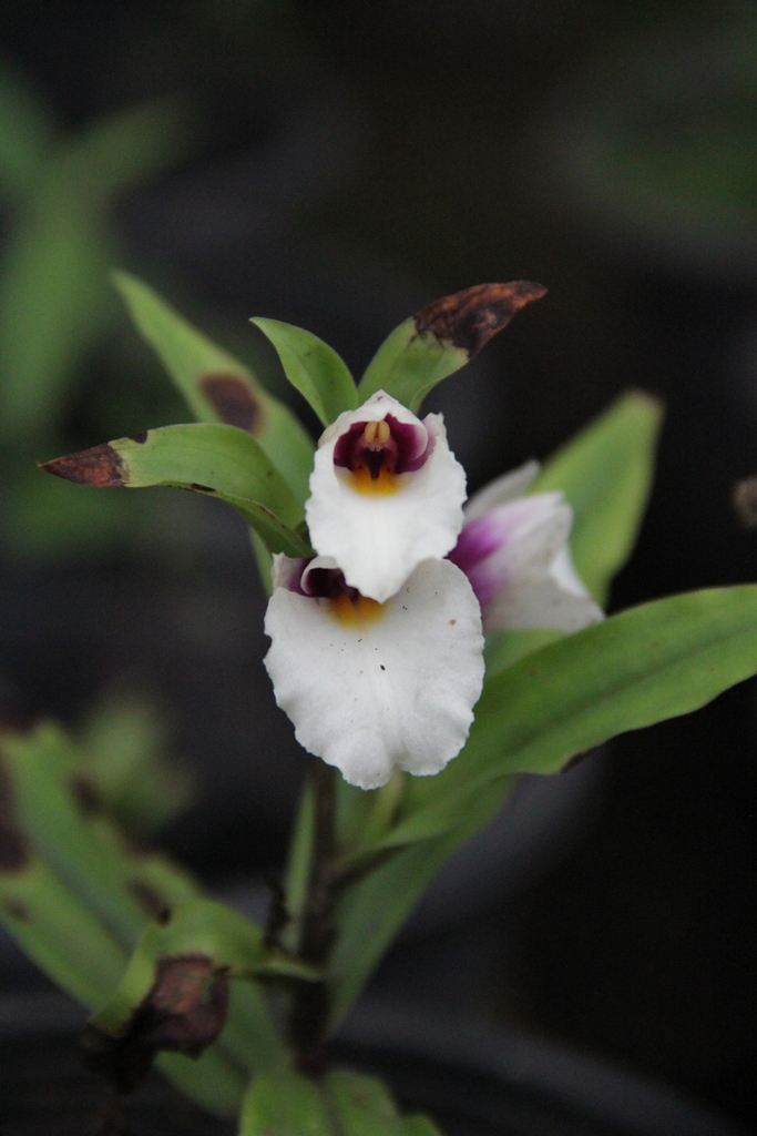 Brachycorythis henryi