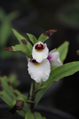 Brachycorythis henryi