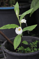 Brachycorythis henryi