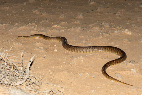 Woma Python sighting