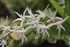 Eria javanica