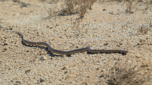 Australian Brown Snakes sighting