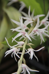 Eria javanica