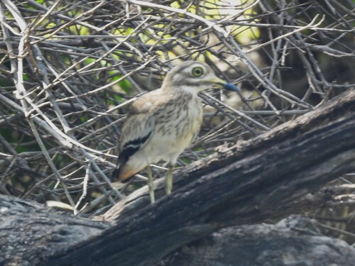 Senegal Thick-knee