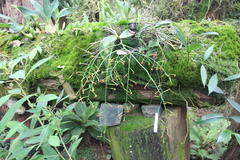 Phalaenopsis difformis