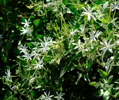 Jasminum fluminense fluminense