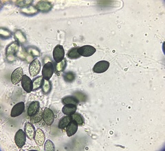Podospora setosa