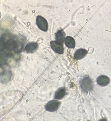 Podospora setosa