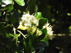 Psydrax fragrantissima