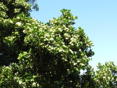 Psydrax fragrantissima