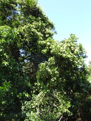 Psydrax fragrantissima
