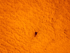 Hadenoecus subterraneus