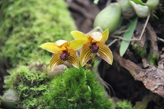 Bulbophyllum psittacoglossum