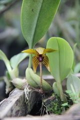 Bulbophyllum psittacoglossum