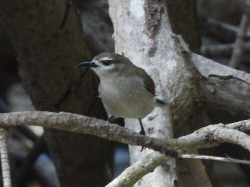 Mouse-brown Sunbird