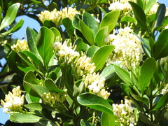 Psydrax fragrantissima