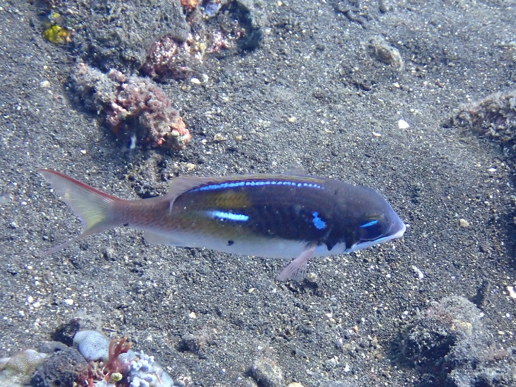 oblique-barred monocle bream