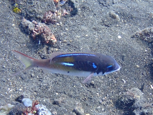 カメンタマガシラ