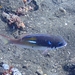 カメンタマガシラ
