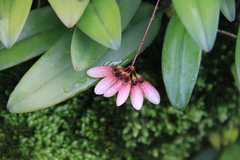 Bulbophyllum lepidum