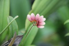 Bulbophyllum lepidum