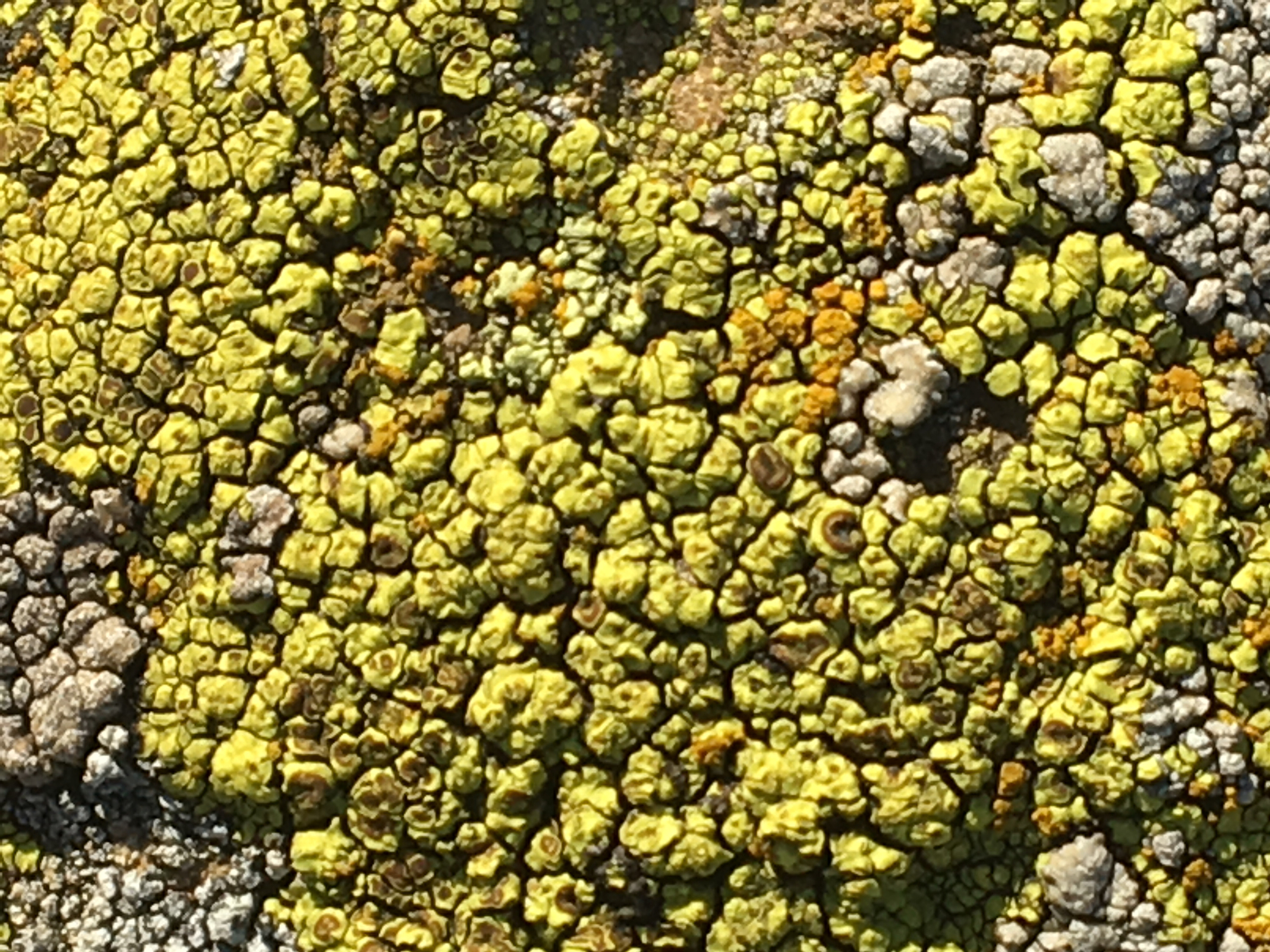Acarospora image