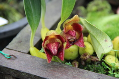 Bulbophyllum leopardinum
