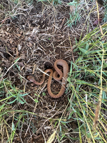 Brown Tree Snake sighting