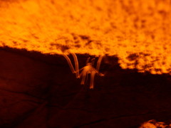 Hadenoecus subterraneus