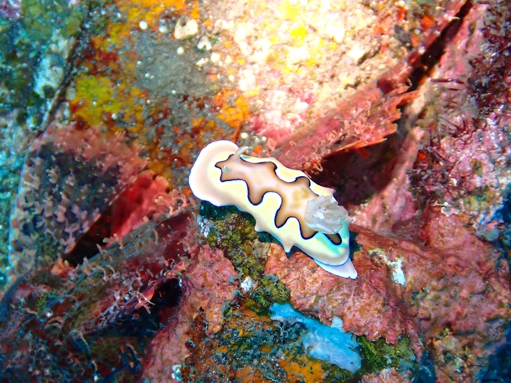 Coi's Goniobranchus