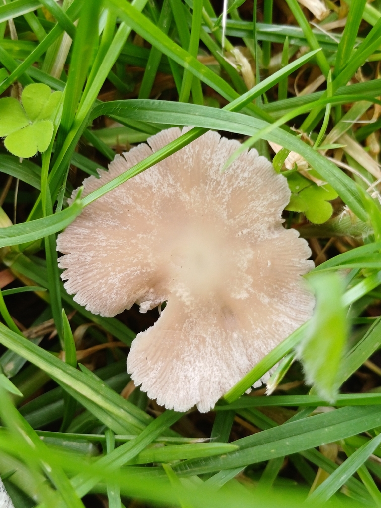 Candolleomyces candolleanus · November 2025 · photo: © steviakiwi23 (iNaturalist, cc0)
