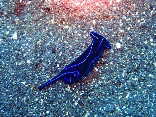 Blue Velvet Headshield Slug (Chelidonura varians)