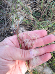 Schizachyrium littorale