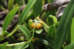Bulbophyllum odoratissimum