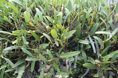 Bulbophyllum odoratissimum