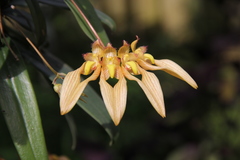 Bulbophyllum annandalei