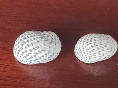 Nerita tessellata