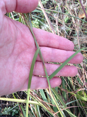 Schizachyrium littorale